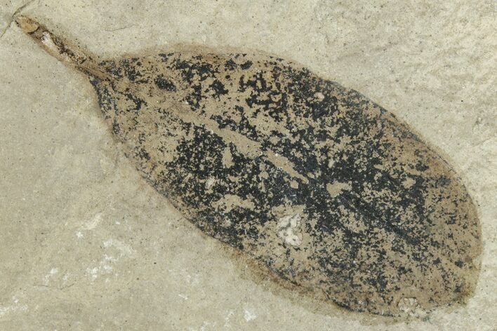 Fossil Legume (Leguminosites) Leaf - Green River, Utah #331908